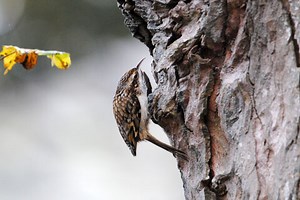 Treecreeper | Cumbria Wildlife Trust