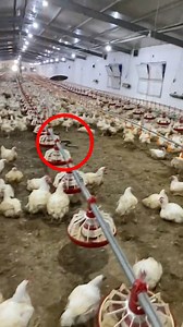 42K views · 1.4K reactions | مارێک چووەتە دەواجینێکی مریشکەوە کەسێک دەیەوێت مارەکە بگرێت و بیباتە دەر! | Draw Video | Facebook