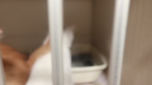 5.5K views · 335 reactions | These kittens are said to be born on the 4th of July one female sparkle two males kaboom the firecracker. They are good with everybody super sweet and loving. They are litter box trained. For adoption at the TLC animal shelter 13016 W 151st st Homer Glen IL 60491 | Tender Loving Care Animal Shelter | Facebook