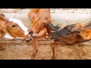 two calves are goat milking