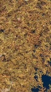 4.9K views | Jupiter Dive Center on Reels | Facebook