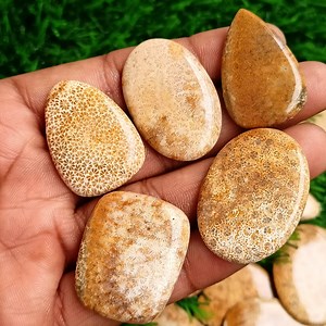AAA Fossil Coral Cabochon: Natural Gemstone for Jewelry Making - Etsy