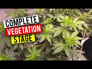 GROWING CANNABIS INDOORS: THE VEGETATION STAGE (BEGINNER GROW GUIDE)