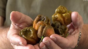 6.5K views · 221 reactions | Move over Carolina Reaper, there's a new pepper in town! Pepper X is now the hottest in the world.  https://tinyurl.com/ybkemrd6 | USA TODAY | Facebook