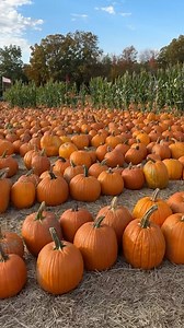 Zombie Pumpkins! on Reels