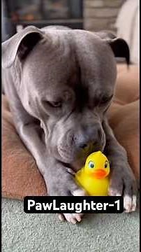 Pitbull Core🤣🤣🤣 #dogtok #petshub #funny #pitbull #memes #petlover #puppy