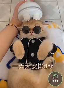 6K views · 98 reactions | Amazing Cat Reaction.   | Kamdar Realtor & Builder | Facebook