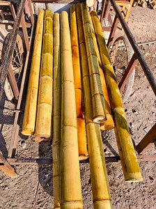 [Hot Item] Bamboo Pole Natural Bamboo Cane Large Moso Pole 2m 4m 5m 6m for Construction Furnitures