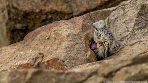 2.3K views · 81 reactions | #MyCatDoesThat: Ever seen your cat...