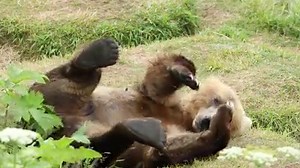 Those Sunday morning feels... During the summer season, bears create temporary day beds where they rest in between foraging for food. As a dominant adult female in the area, this bear chose a day bed just above a prime fishing area - she spent the day alternating from lounging to fishing. Video: Lisa Hupp/USFWS | Kodiak National Wildlife Refuge