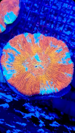 One of the more uncommon corals we see here at the shop, Australomussa!😯🔥 We’ve only ever had a handful of these colorful LPS corals, and this one is no exception!🪸 . . See it at Corals.com . . #corals.com #livecoral #reeftank #coral #frags #reefporn #reefers #eatsleepreef #reefjunkie #fishtank #corals #coraladdict #coralporn #coraltank #reefaquarium #reeftank #allmymoneygoestocoral #allmymoneygoestocorals #reef #reefgeek | Corals.com