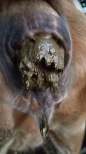 cow Pooping video #pooping #satisfying #cowpoop #farmlife #animals #manure #cowshit