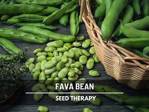 Broad Windsor Fava Bean Seeds – Heirloom, Hardy Edible Beans, Garden Favorite (10 Seeds) - Etsy
