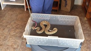 Kentucky Reptile Zoo on Reels