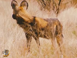 12K views · 208 reactions | African Wild Dogs Short documentary wildlife wildanimals dogs hindi #Coldplay #tour #long #time #TopMovie #fbreelsvideo #viralvideo #Facebook #Reels #music #travel #funny #love #reels #training #everyone #hunter #animal # | Bolivia Gastronomica Sucre | Facebook