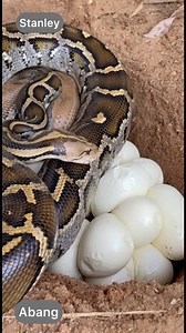 7.4K views · 47 reactions | This snake look like cobra  #snake #naturebeauty #lagos #indian #fblifestyle #lagosnigeria | Stanley Abang | Facebook