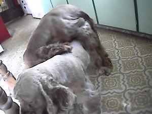 Cocker Spaniel mating