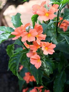 Crossandra Infundibuliformis | My Beautiful Garden