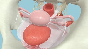 Female Pelvic Floor - 3D model by University of Dundee, CAHID (@anatomy_dundee)