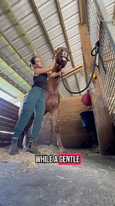 Did you know this about a horse biting? … #horse #equestrianlife #equestrian | Sabrina Ragsdale