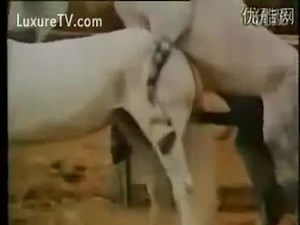 Caballos follando duro