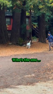 7.8K views · 19K reactions | Send this to the one  With love and sloppy kisses from #YourHappyCoach, Fenix  殺 FYI — I have a neurological disorder called Cerebellar Hypoplasia which affects my coordination and balance. I’m not in any pain, I have full life expectancy and am living my best life. #Happydog #prancingdog #mistletoe #kissme #happyholidays | Fenix Lumiere 'TikTok Happy Dog' | Facebook