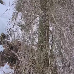 203K views · 3.1K reactions | SHELTER BUILDING & No Tent Bushcraft Camp -Survival in Extreme Cold | Building Survival | Facebook