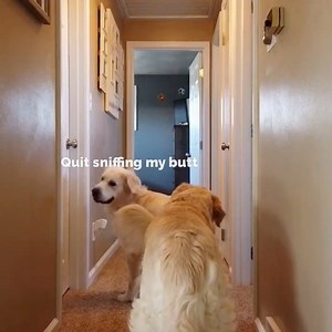 284K views · 14K reactions | Hiding From My Goldens I hope you enjoy this older video that is from 2018  | Charlie The Golden | Facebook
