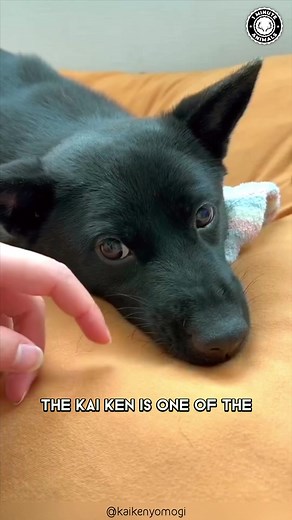 47K views · 2.6K reactions | Kai Ken  The Rarest Japanese Dog! #kaiken #japandog #japandogs #japanesedog #japanesedogs #kaikendog #dogjapan #doglover #doglovers #doglove #dogsofig | 1 Minute Animals | Facebook
