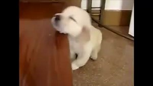 2.8K views · 176 reactions | Petvirtual on Reels | Facebook