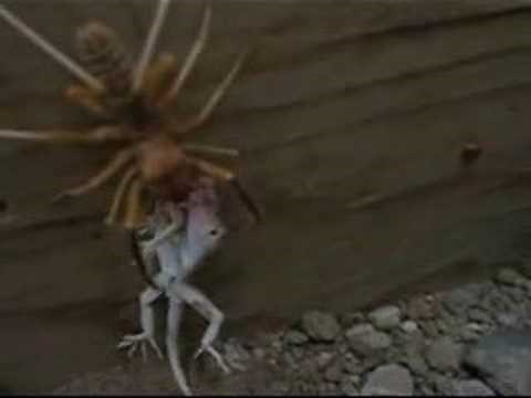 Camel Spider eating a lizard