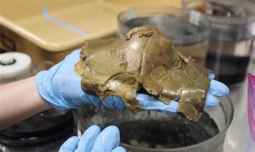 Desconcierto científico por criatura marina hallada en Alaska: ¿origen extraterrestre?