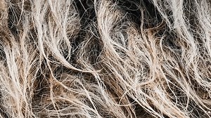 Close Scale On Gray Goat Fur Stock Footage Video (100% Royalty-free) 3450379119 | Shutterstock