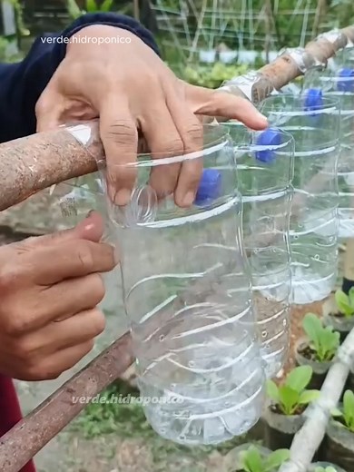 Hidroponia: guía práctica para cultivar hortalizas en casa