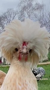 Paranoid? Crested breeds get along better in the flock when their crest feathers are TRIMMED so they can SEE! Visit my website at this link to learn how!—> http://bit.ly/2Cdn082#ChickenProbs #Polish 🐥 🐥🐥#backyardchickens #petchickens #chickens #chickenkeeping #chickenyard #Polishhen #Crested #polishcrested #bufflacedPolish | The Chicken Chick