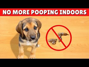 Is Your Dog Suddenly Pooping In The House? 💩 DO THIS! ✅