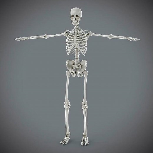 3D Human Male Skeletal Anatomy