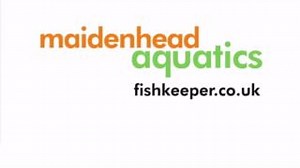 Often referred to as gobies or blennies, mandarins are members of a group known as dragonets. Specialist feeders of tiny invertebrates found in sand beds and reef rubble, dragonets can be hard to feed in captivity, unless housed in large mature reef tanks rich in natural prey. In suitably rich surroundings, pairs can be housed together and as well as being larger, males have larger, more ornate first dorsal fins which are used in display. | Maidenhead Aquatics | Facebook