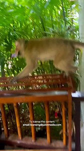 10K views · 52 reactions | Who ordered room service?  #Monkey #Fail #Wildlife | Fur Family | Facebook