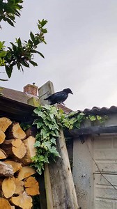 73 reactions · 76 comments | A Rook chick fell out the nest. #birds #wildlife #highlights #everyone | Ever Alonzo | Facebook