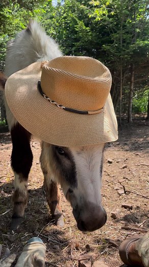 ☀️Sunshine & Donkeys ☀️ | Donkey & Draft Rescue