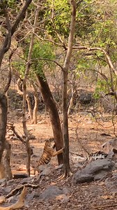Tiger Scratching Tree rare Sighting| Joju Wildjunket . . . . #reels #wildlife #wildlifephotography #tiger #joju_wildjunket | Joju Wildjunket