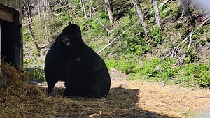 Our black bear trio aren't always the easiest to spot on these beautiful sunny days, as they like the shadier spots in their habitat. Here's a little behind-the-scenes video from our Curator, Claire, of all 3 wrestling near their cool den! It's hard to believe these three are 10 years old now; we still affectionately refer to them as the 'cubbies'! ❤️ #fortressofthebear #visitsitka #bearlove #americanblackbear #ursusamericanus #cubbies #Smokey #Bandit #Tuliaan | Fortress of the Bear
