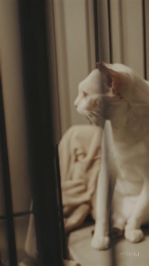Meet Zeus, a one-eared white cat who lost his person and refused to...