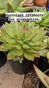 Let's harvest some succulent offshoots for propagation... * fresh harvest offshoots can directly be planted or propagated in a dry soil mix. * Or airdry for atleast 2-3 days to form callus.Then plant in your prefered soil. * place in a bright filtered position to retain its leaf form. * water after a week. * when rooted, slowly expose to sunlight. ( except for haworthia propagation as they dont like direct sunlight ). Enjoy propagating. #bikolanahardinera #plantas #plantsmakepeoplehappy #succule
