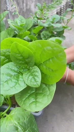 Climbing chard (Malabar Spinach) 😱