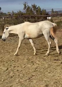 Auction Horses Rescue on Reels