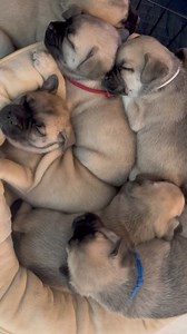 4.3K views · 215 reactions | Sleepy baby puppies….  | Arizona Pug Adoption and Rescue Network | Facebook