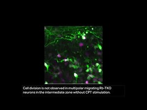 Cell division and migration in the cerebral cortex