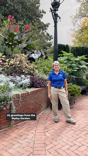 Horticulturists Janet Draper shows off the tropical display in the Mary Livingston Ripley Garden. Video description: horticulturist standing on a brick walkway in front of a raised garden bed with tropical foliage plants and flowers. #SmithsonianGardens #PublicGardens #TropicalPlants | Smithsonian Gardens